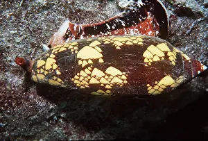 Shells: Snail - Poisonous Cone SHELL