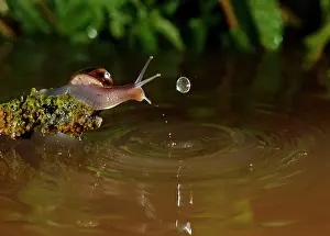 Helix: Snail - in a pond with water drops