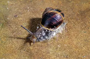Producing: Snail - protecting itself by producing sticky fluid
