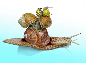Piles: Snail pyramid, five snails on top of each other