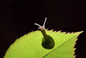 Gastropods: Snail on rose leaf