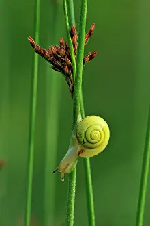 Stalks: Snail on rush cane