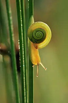 Stalks: Snail on rush cane