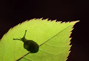 Gastropods: Snail shadow