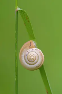 Blade: Snail shell on a blade of grass, Leutratal, Thuringia