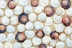 Spiral: Snail shells, Scotland, UK