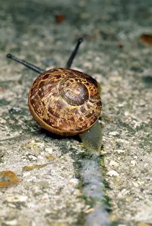 Helix: Snail - slimy snail trail
