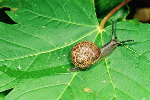 Helix: SNAIL and slimy trail