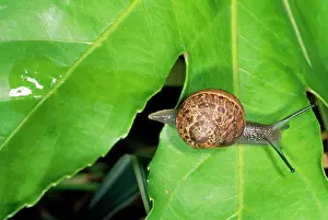 Helix: Snail - with slimy trail on leaf