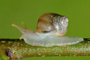 250417: Snail Snail on stem Klungkung Bali Indonesia