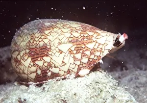Shells: Snail - Textile Cone SHELL