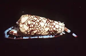 Shells: Snail - Textile Cone Venomous SHELL