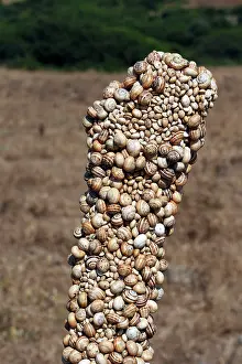 Aestivating: Snails - aestivating during the dry season