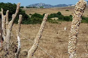 Aestivating: Snails - aestivating during the dry season
