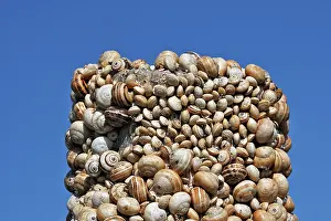Aestivating: Snails - aestivating during the dry season