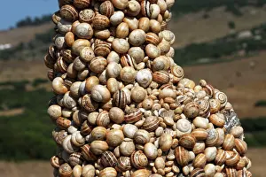 Aestivating: Snails - aestivating during the dry season