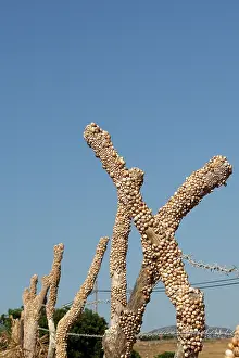 Aestivating: Snails - aestivating during the dry season