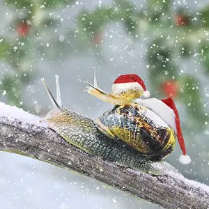 Piggyback: Snails with Christmas hats on branch in winter snow