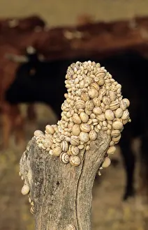 Clustered: Snails - clustered on post during the dry season