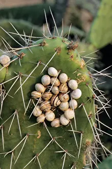 Clustered: Snails - clustered on prickly pear during the dry season