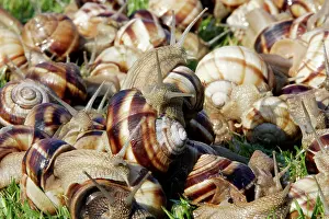 Turc: Snails - 'Escargot Turc' (Turkish snail) - edible