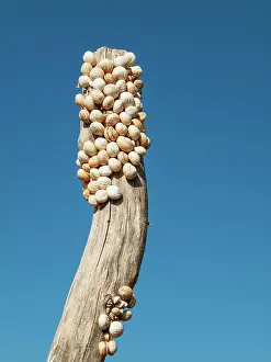 Snails: Snails at a fence post Andalusia, Spain