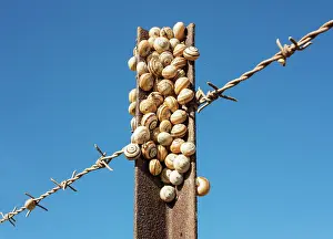 Posts: Snails at a fence post Andalusia, Spain