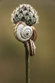 Picardie: Three snails hanging in a flower, France, Picar