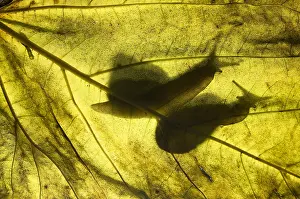 Crawl: Snails (Helix pomatia) silouhette, Huesca, Spain