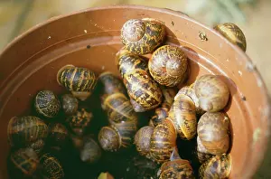 Hibernating: Snails - Hibernating in garden pot