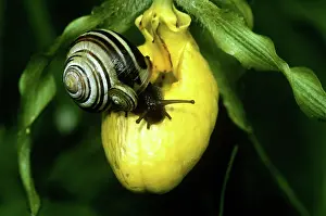 Slipper: Snails on Lady's Slipper