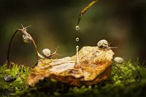 Crawl: Snails at luna park, Mantova, Italy