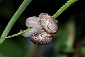 Gastropods: Snails - mating
