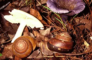 Gastropods: Snails - mating near their food fungi. Ground dweller