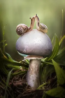 Kiss: Two snails on a white mushroom, Italy