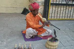 Cobras: Snake charmer - Playing pipe