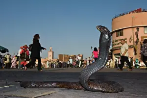 Marrakesh: Snake Charmers Egyptian Cobra (Naja haje)
