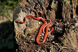 Anomalus: Snake