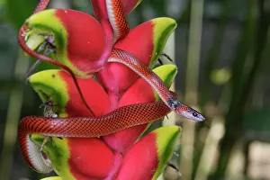 Anomalus: Snake