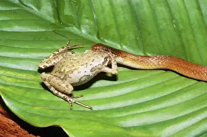 Floridian: Snake Eating a Frog