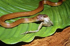 Floridian: Snake Eating a Frog
