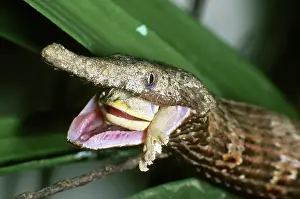 Madagascariensis: Snake Eating a Lizard, Madagascar