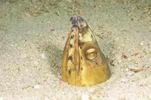 Burrowing: Snake Eel (Myrichthys maculosus), Puerto