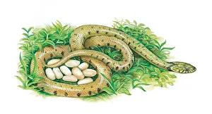 Miles Kelly Publishing: Snake and Eggs