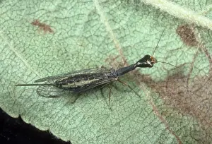 Minor: Snake fly