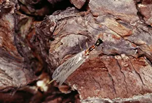 Notata: Snake-fly - newly emerged