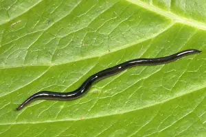 Flatworm: Snake-headed Flatworm (3 cm in length)