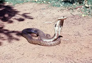 Meenakshi Harikrishnan: SNAKE - INDIAN COBRA