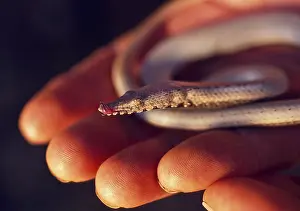 Legless: Snake Lizard