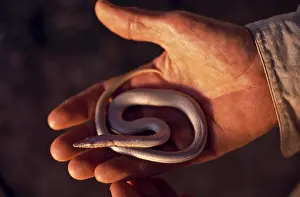 Legless: Snake Lizard